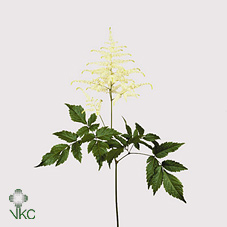 Срезанные цветы оптом Astilbe washington от 80шт из Голландии с доставкой по России