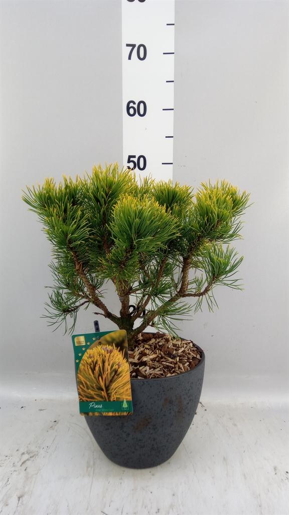 Горшечные цветы и растения оптом Pinus Mugo от 1шт из Голландии с доставкой по России