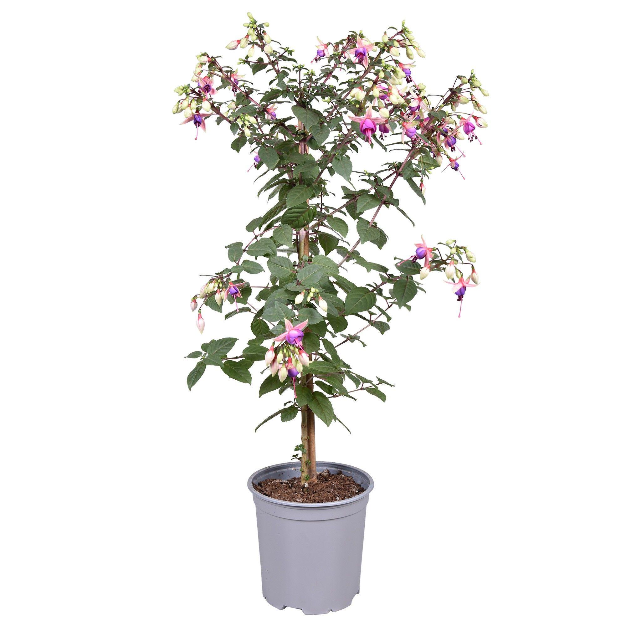 Горшечные цветы и растения оптом Fuchsia On Stem Ellebel от 1шт из Голландии с доставкой по России
