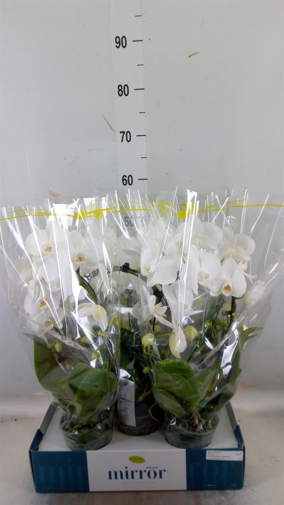 Горшечные цветы и растения оптом Phalaenopsis   ...white от 5шт из Голландии с доставкой по России