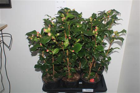 Горшечные цветы и растения оптом Came J Dr King 20+ от 6шт из Голландии с доставкой по России Горшечные цветы и растения оптом Came J Dr King 20+ от 6шт из Голландии с доставкой по России