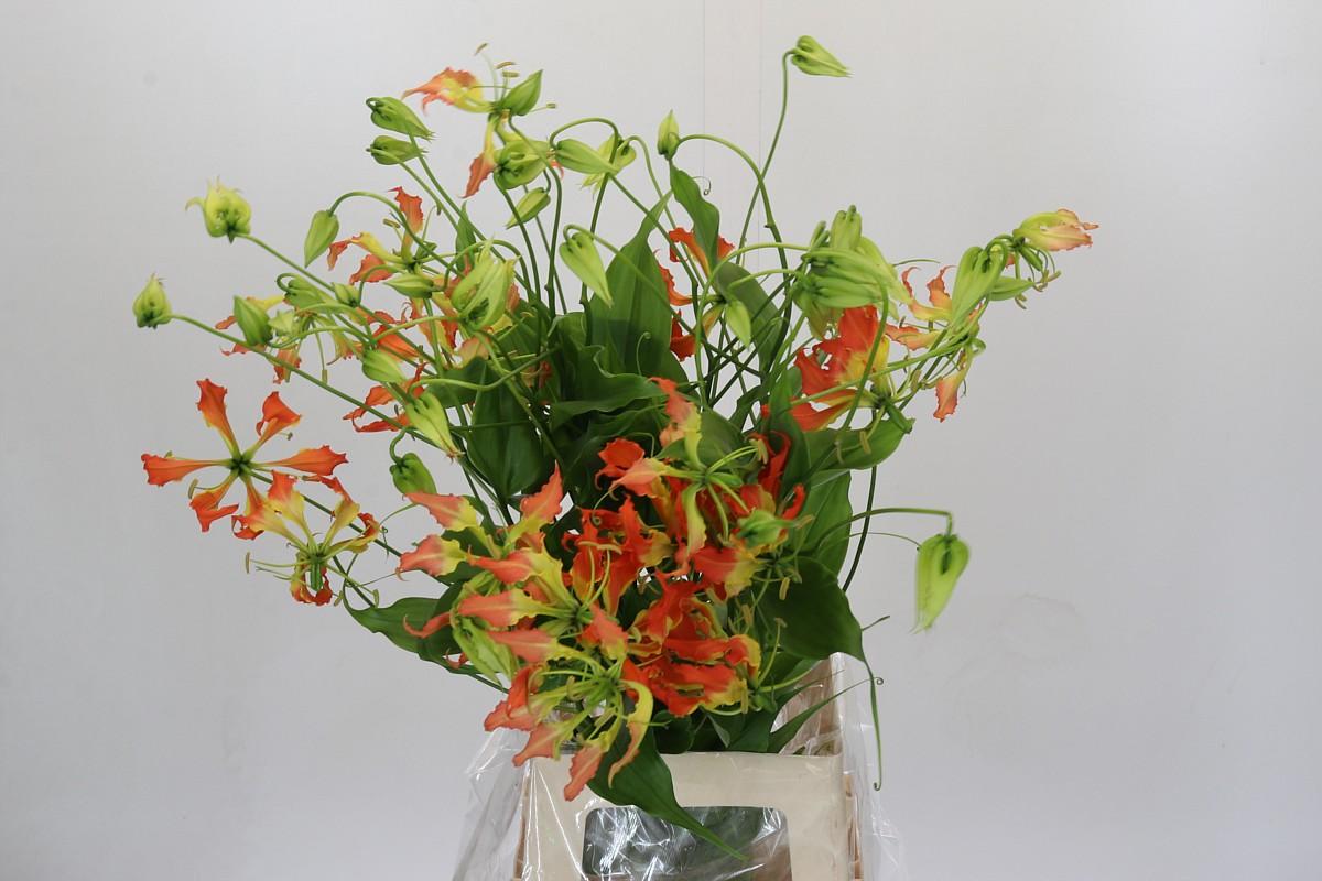 Срезанные цветы оптом Gloriosa orange heart от 10шт из Голландии с доставкой по России