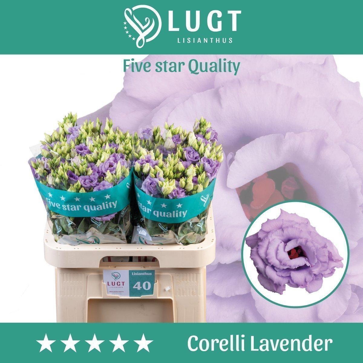 Срезанные цветы оптом Lisianthus do corelli lavender A от 140шт из Голландии с доставкой по России