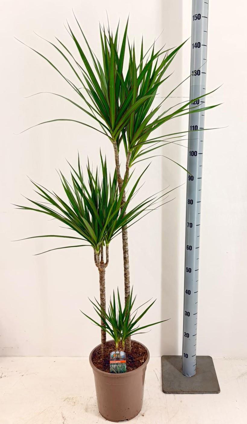 Горшечные цветы и растения оптом Dra Marginata от 1шт из Голландии с доставкой по России