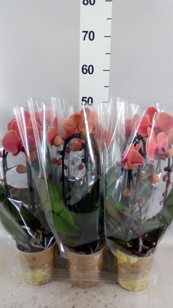 Горшечные цветы и растения оптом Phalaenopsis elegant Cascade A от 6шт из Голландии с доставкой по России