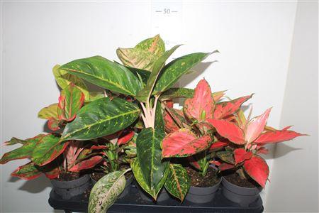 Горшечные цветы и растения оптом Aglao Gem 8 Srt Exclusief от 10шт из Голландии с доставкой по России