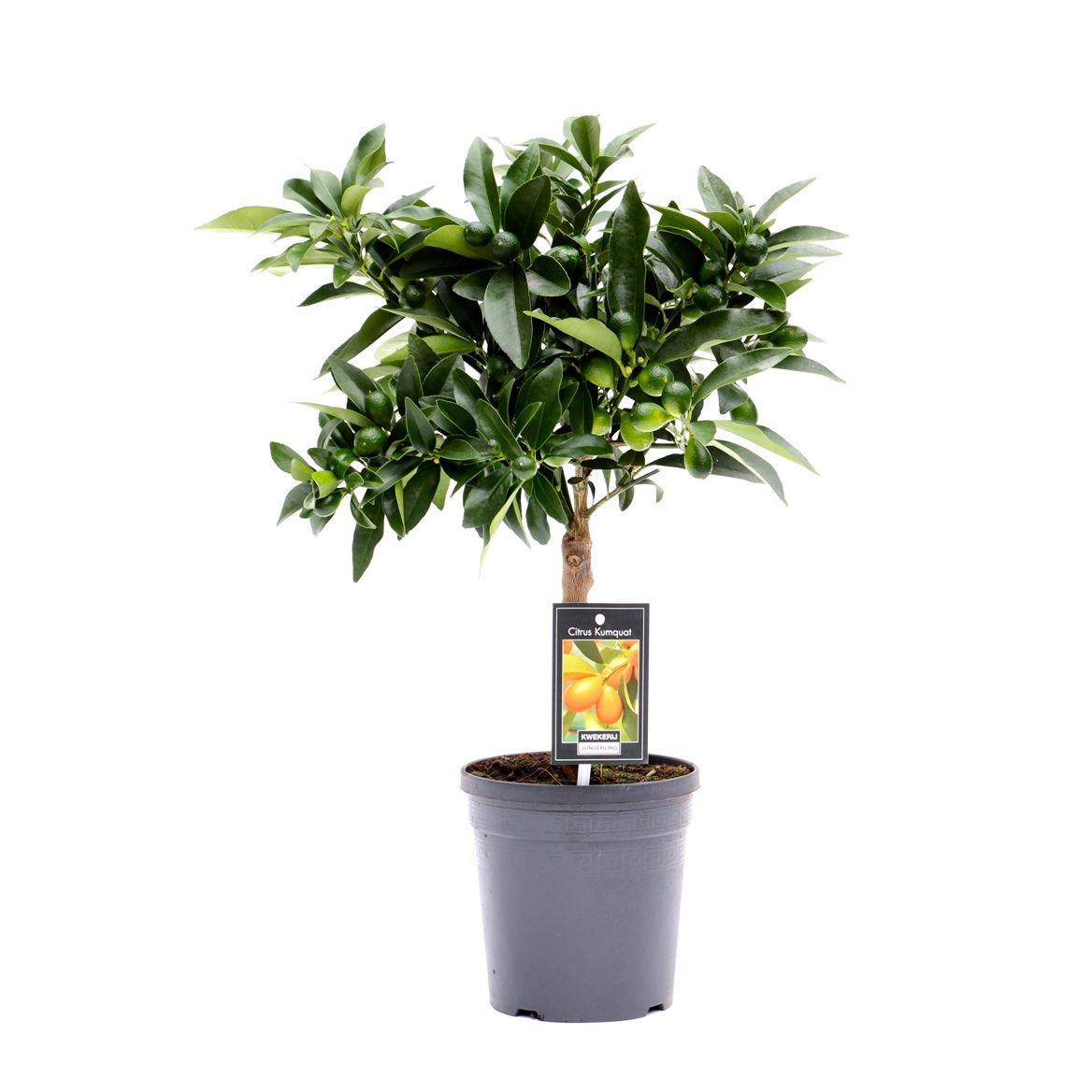 Горшечные цветы и растения оптом Citrus Kumquat On Stem от 6шт (для телеги) из Голландии с доставкой по России