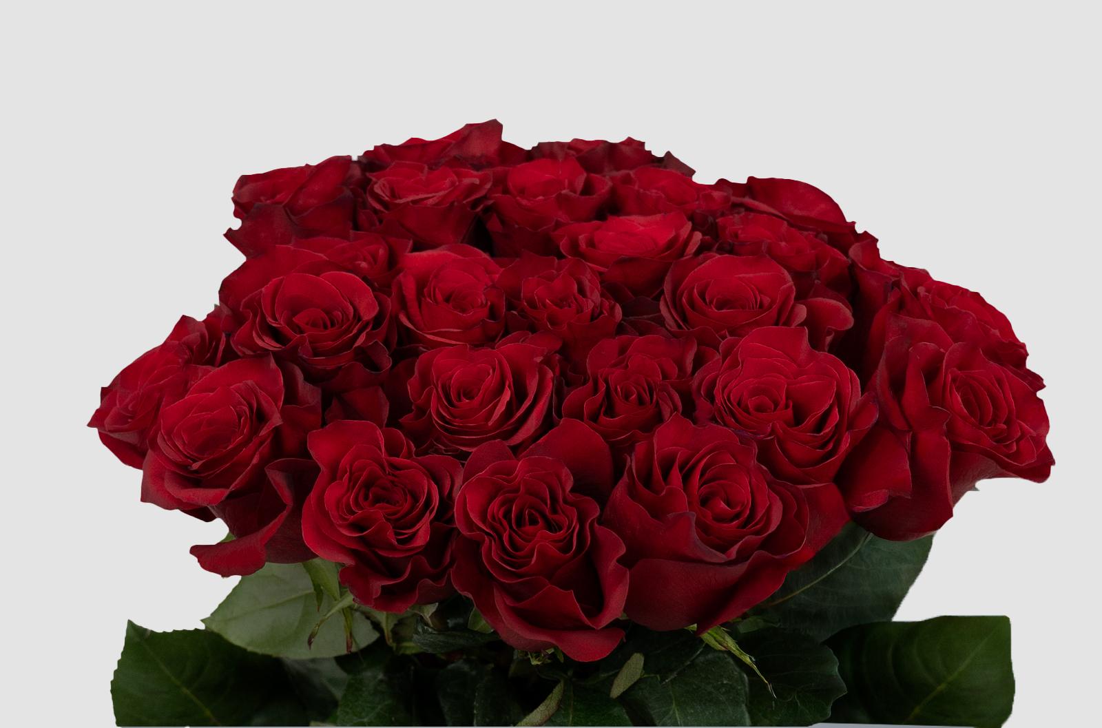 Срезанные цветы оптом Rosa ec mamma mia от 100шт из Голландии с доставкой по России