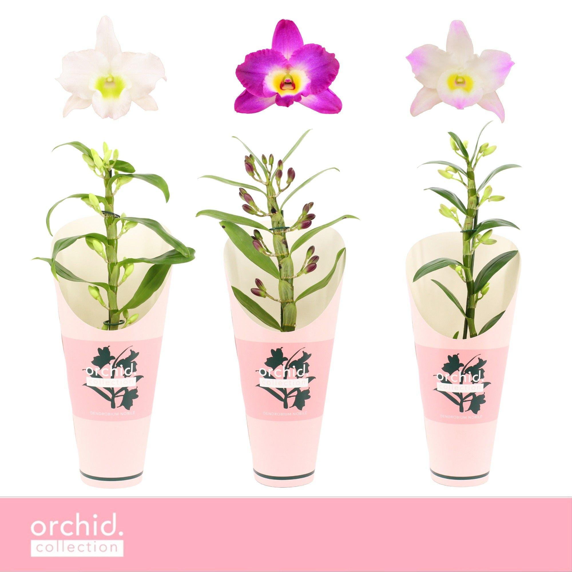 Горшечные цветы и растения оптом Dendr Nob 1st Mix Compact Orchid Col от 6шт из Голландии с доставкой по России