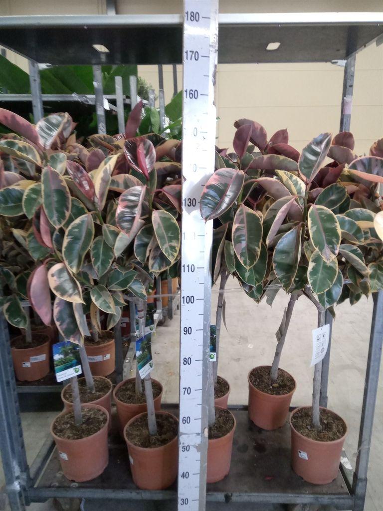 Горшечные цветы и растения оптом Ficus   ... от 1шт из Голландии с доставкой по России