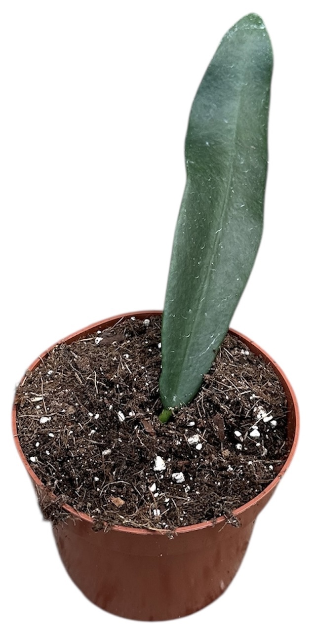 Горшечные цветы и растения оптом Hoya Meliflua Island от 1шт из Голландии с доставкой по России