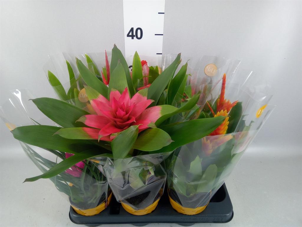 Горшечные цветы и растения оптом Bromelia ...mix от 9шт из Голландии с доставкой по России