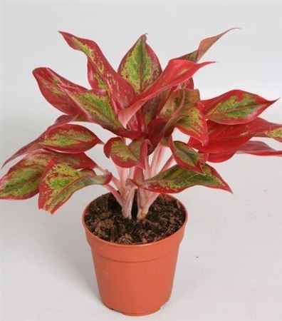 Горшечные цветы и растения оптом Aglaonema Crete Flame от 10шт из Голландии с доставкой по России