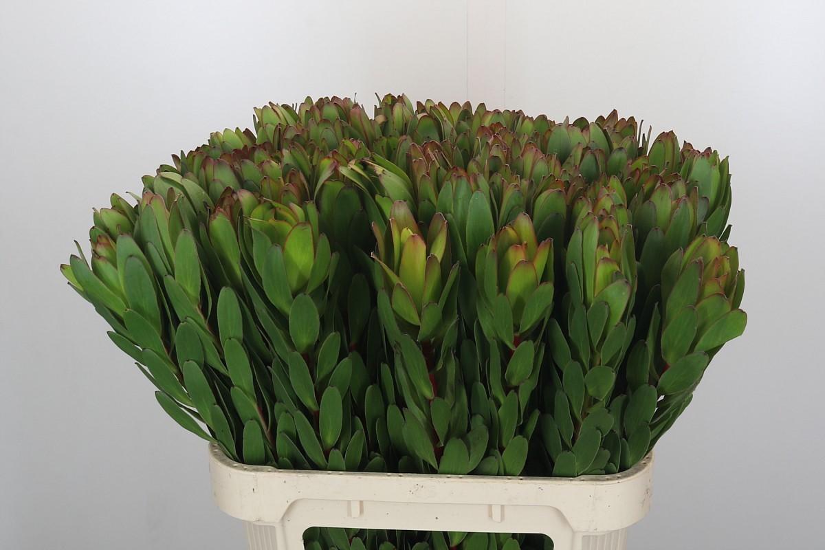 Срезанные цветы оптом Leucadendron saf goldstrike от 80шт из Голландии с доставкой по России