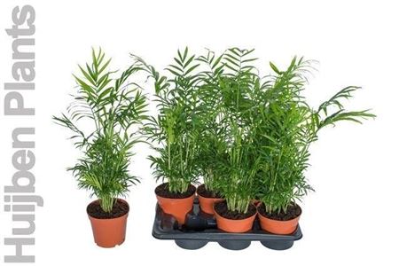 Горшечные цветы и растения оптом Chamaedorea Elegans от 6шт' из Голландии с доставкой по России