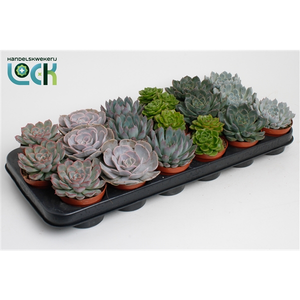 Горшечные цветы и растения оптом Echeveria Mix от 12шт из Голландии с доставкой по России