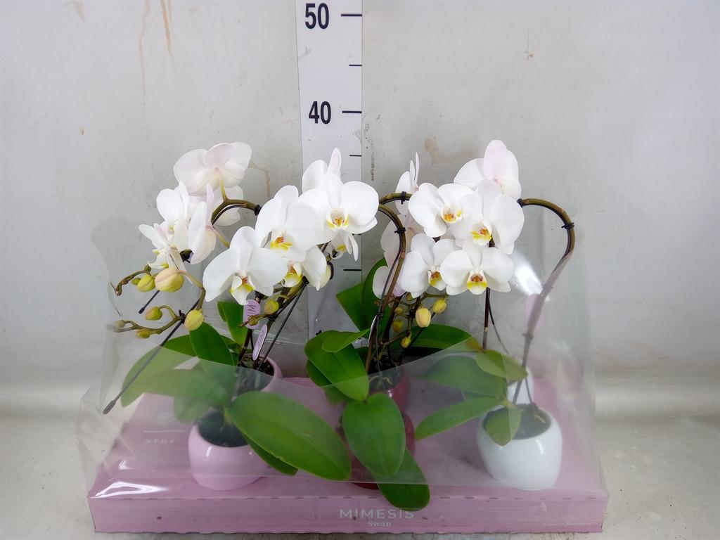 Горшечные цветы и растения оптом Phalaenopsis   ...white от 6шт (для телеги) из Голландии с доставкой по России