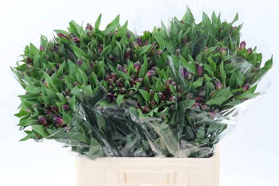 Срезанные цветы оптом Alstroemeria carline от 100шт из Голландии с доставкой по России