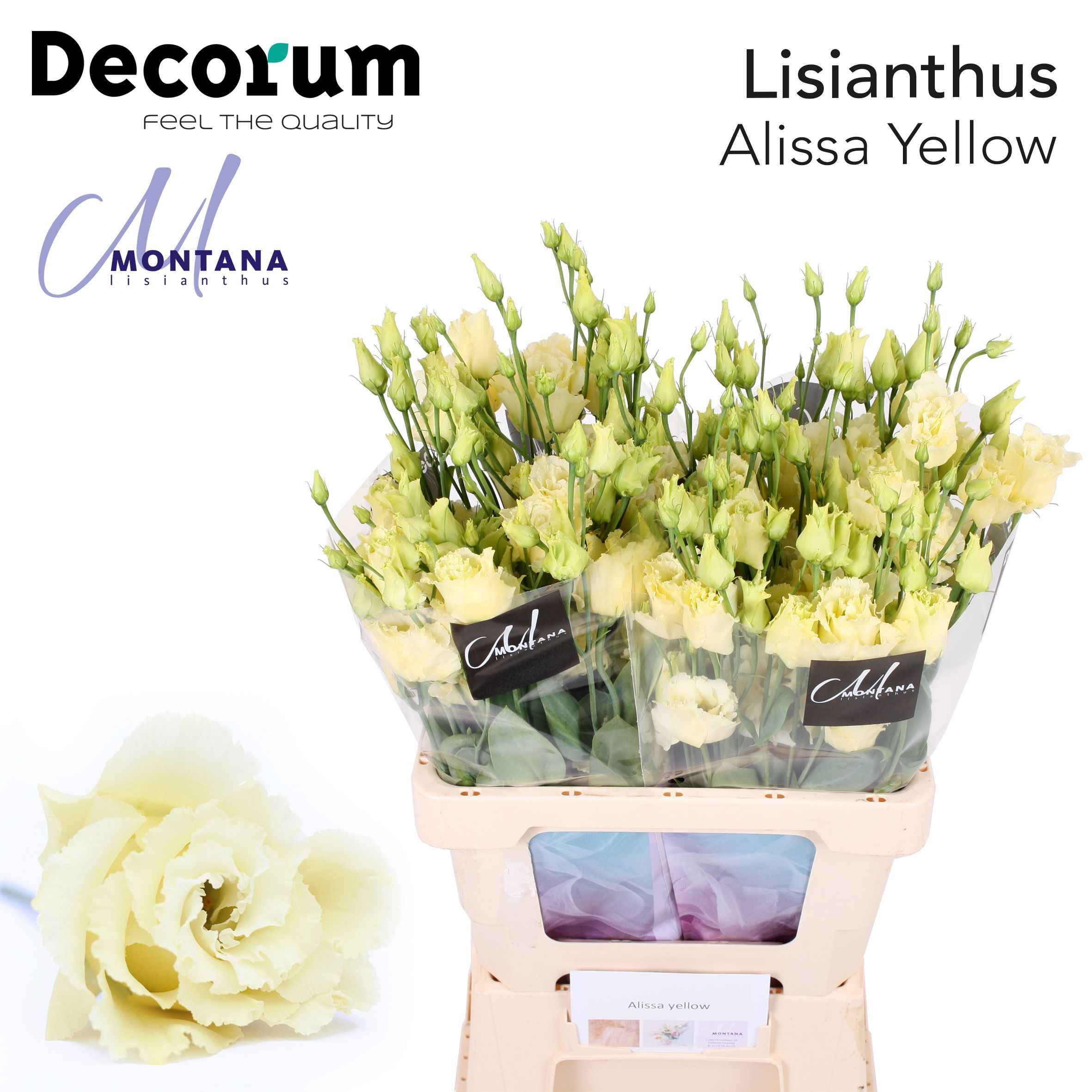 Срезанные цветы оптом Lisianthus do alissa yellow от 20шт из Голландии с доставкой по России