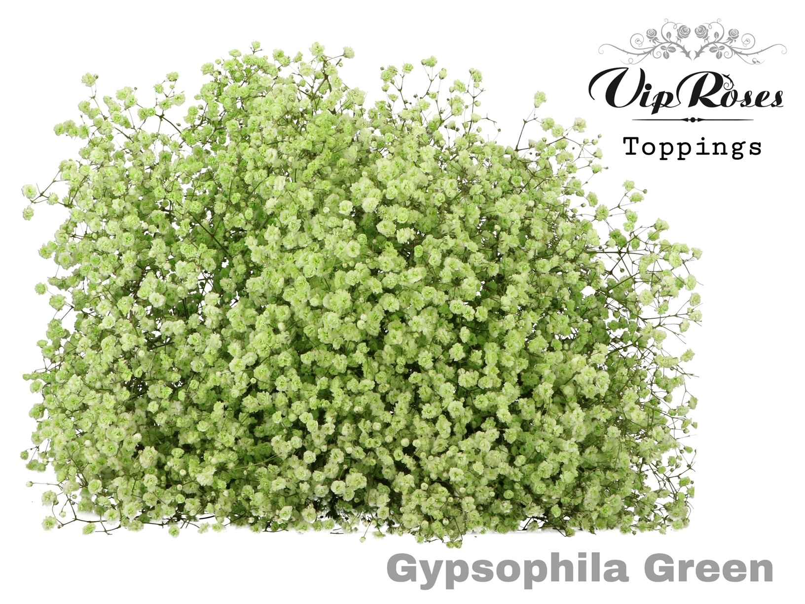 Срезанные цветы оптом Gyps large paint green от 25шт из Голландии с доставкой по России