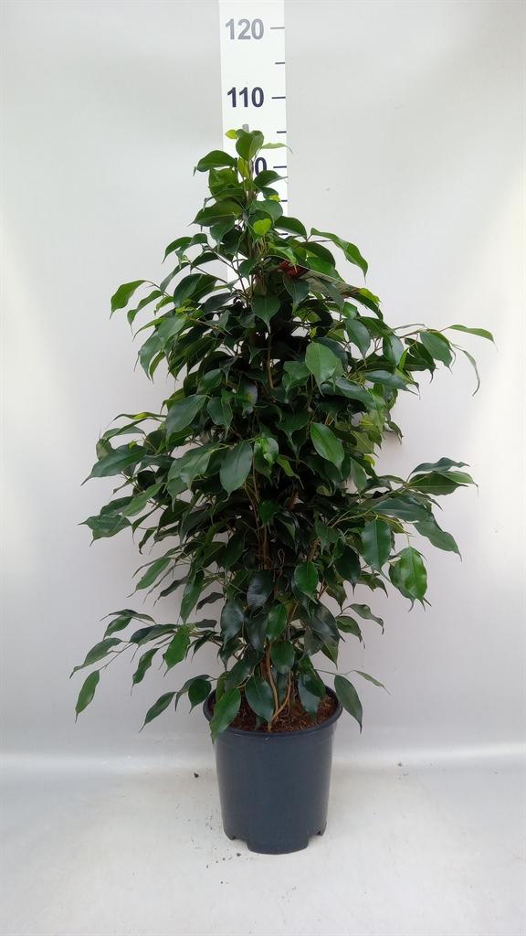 Горшечные цветы и растения оптом Ficus Benja. danielle от 1шт из Голландии с доставкой по России