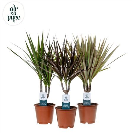 Горшечные цветы и растения оптом Dracaena Gemengd 1 Stam от 10шт из Голландии с доставкой по России