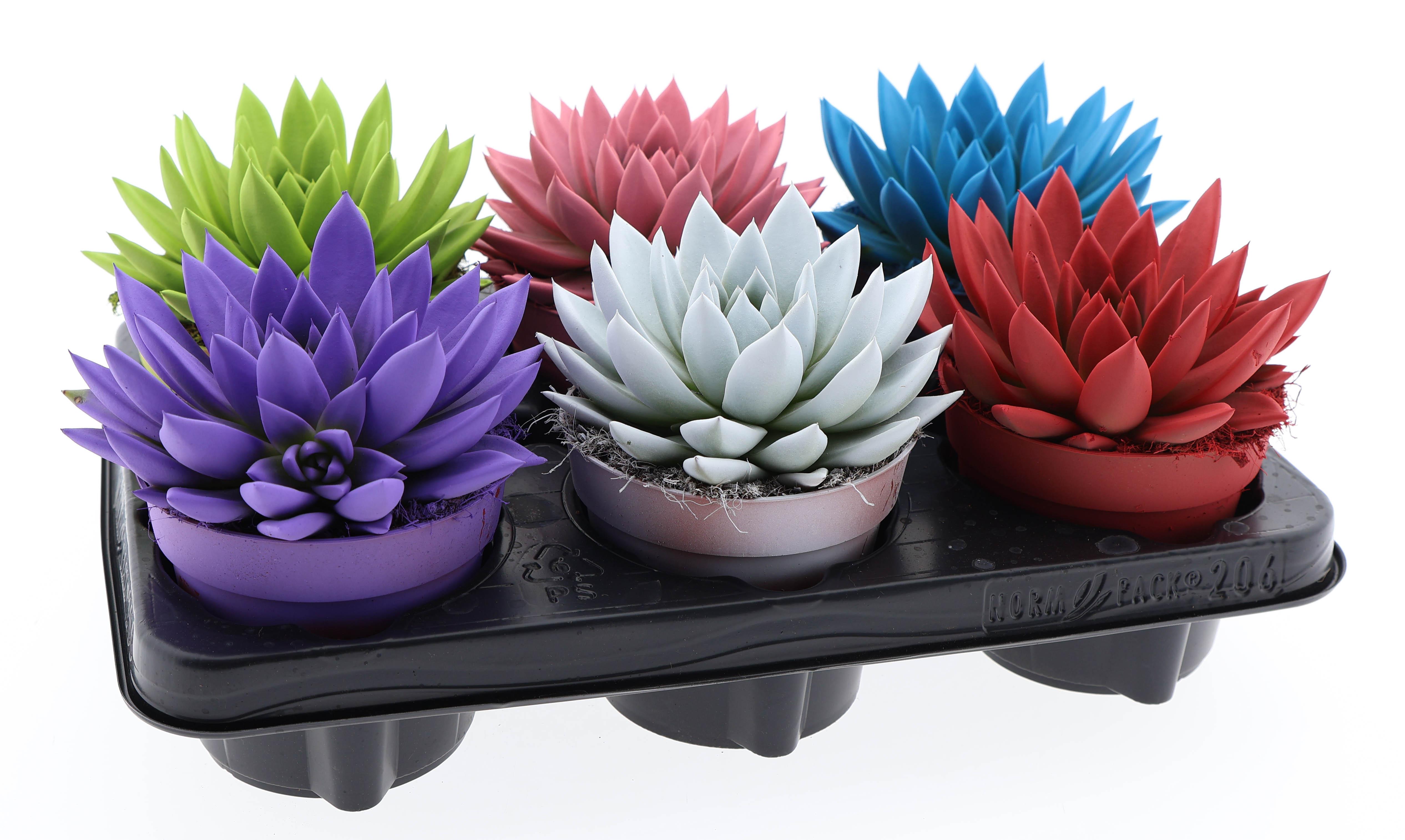 Горшечные цветы и растения оптом Echeveria Rainbow Mix от 6шт из Голландии с доставкой по России