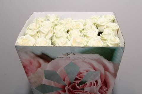 Срезанные цветы оптом Rosa la wax white от 20шт из Голландии с доставкой по России