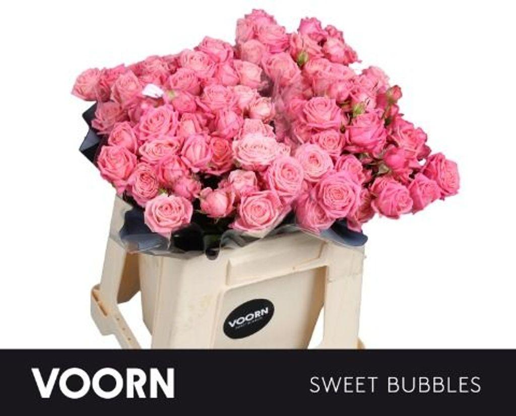 Срезанные цветы оптом Rosa spray sweet bubbles от 40шт из Голландии с доставкой по России