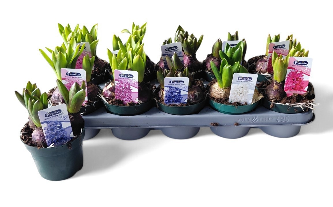 Горшечные цветы и растения оптом Hyacin Mixk 5 Kl от 10шт из Голландии с доставкой по России