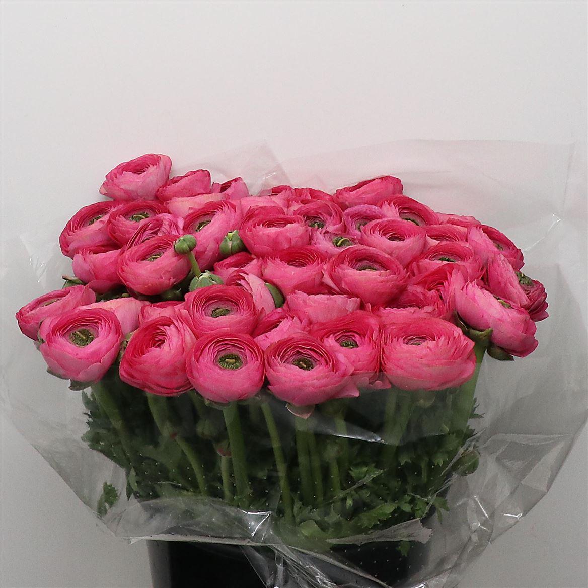 Срезанные цветы оптом Ranunculus mix in bucket от 50шт из Голландии с доставкой по России