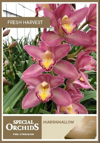 Срезанные цветы оптом Cymbidium pink marshmallow A от 9шт из Голландии с доставкой по России