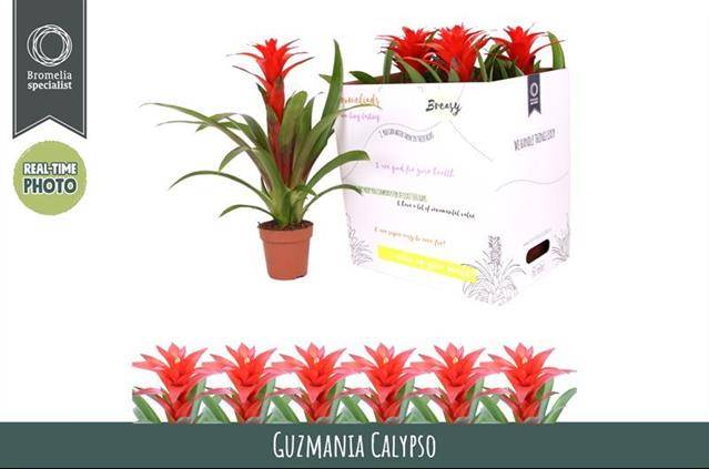 Горшечные цветы и растения оптом Guzmania Calypso от 6шт из Голландии с доставкой по России