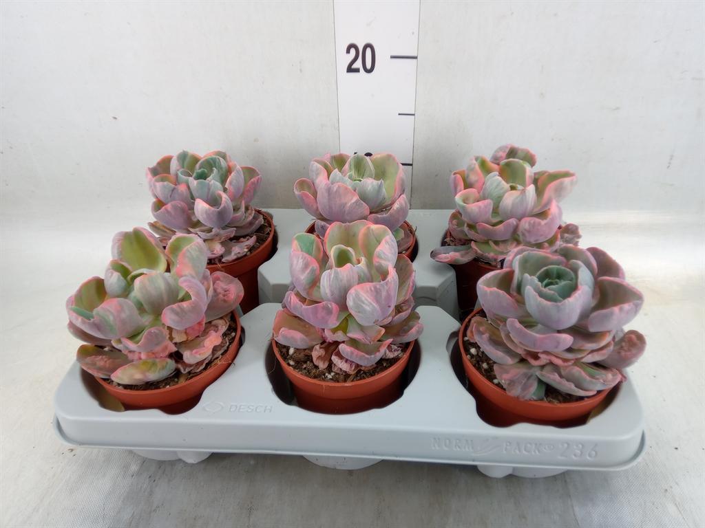 Горшечные цветы и растения оптом Echeveria   ... от 6шт из Голландии с доставкой по России