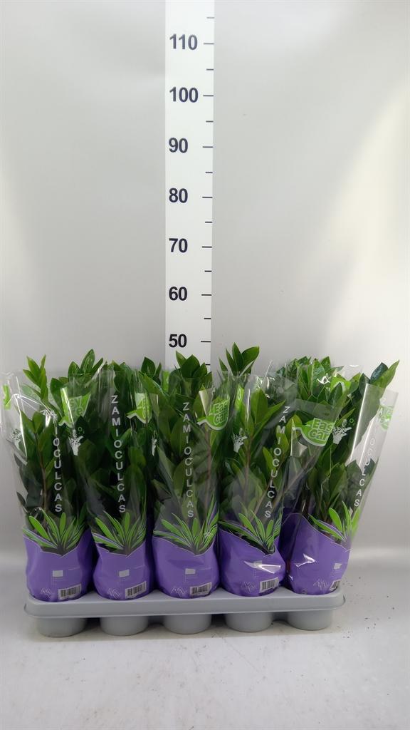 Горшечные цветы и растения оптом Zamioculcas Zamiifolia от 10шт из Голландии с доставкой по России