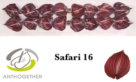 Срезанные цветы оптом Anthurium safari от 16шт из Голландии с доставкой по России