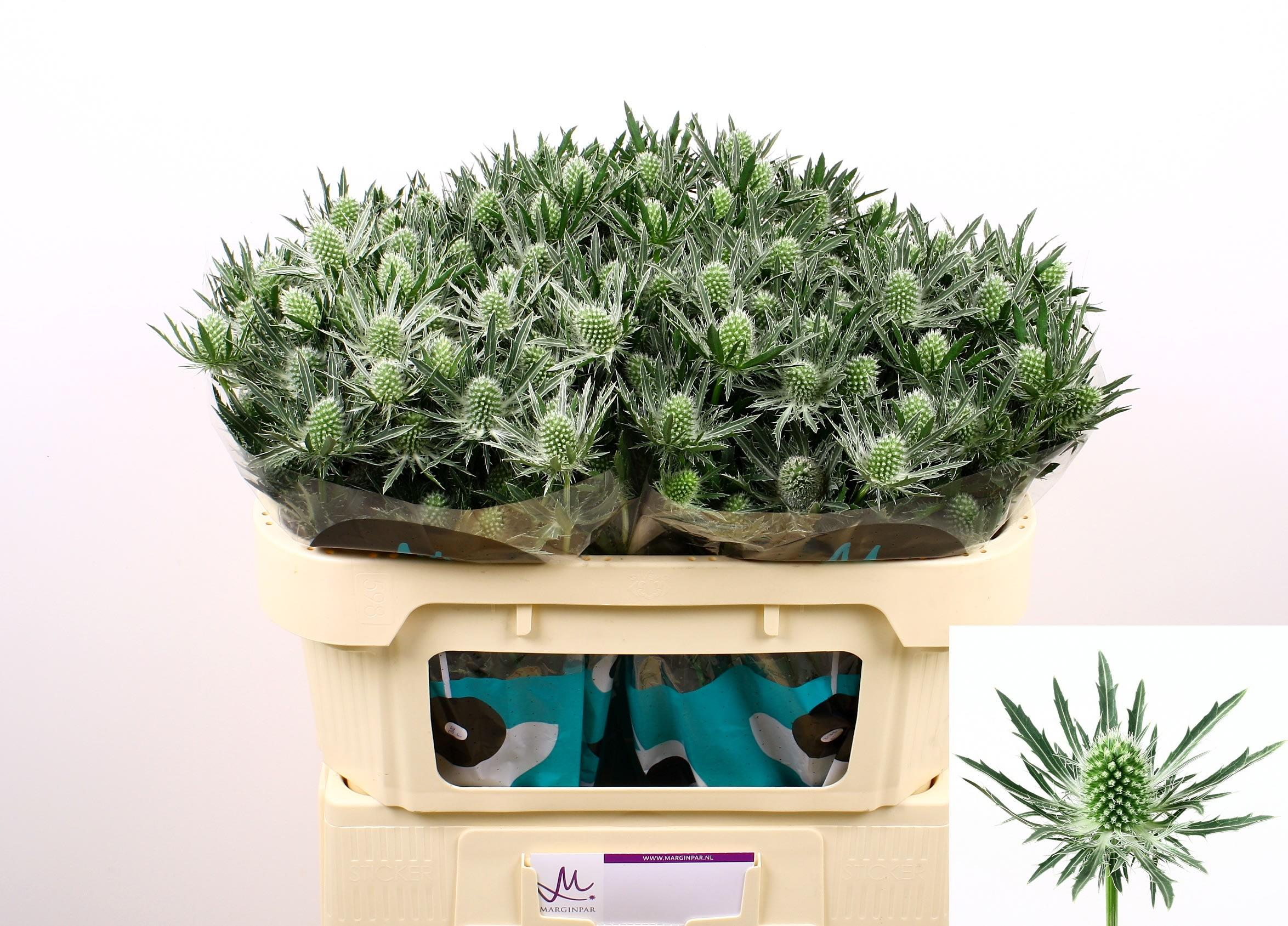 Срезанные цветы оптом Eryngium sirius от 30шт из Голландии с доставкой по России