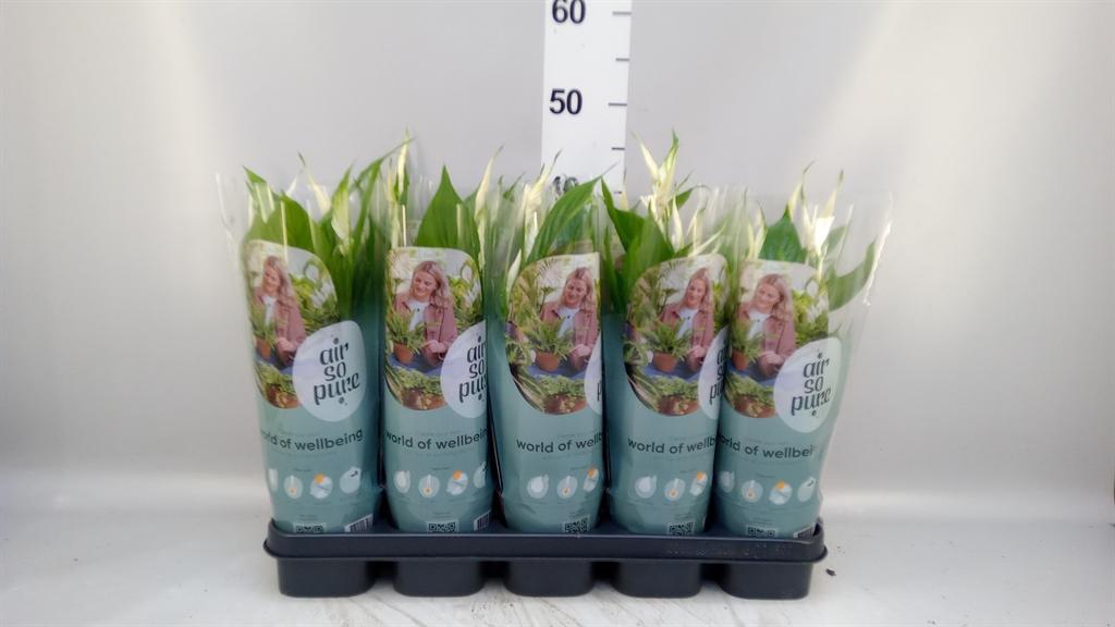 Горшечные цветы и растения оптом Spath Torelli 3+ от 10шт из Голландии с доставкой по России