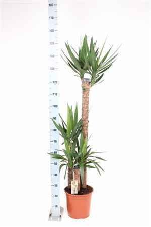Горшечные цветы и растения оптом Yucca 120-60-30 Cm от 1шт из Голландии с доставкой по России