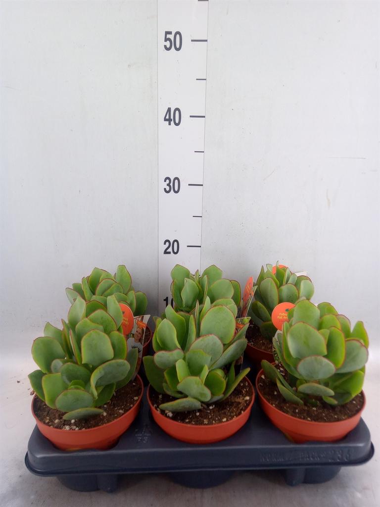 Горшечные цветы и растения оптом Crassula Arborescens от 6шт из Голландии с доставкой по России