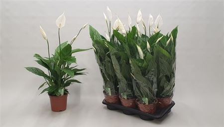 Горшечные цветы и растения оптом Spath Verdi 3-4++ * Spring Deal * от 6шт из Голландии с доставкой по России