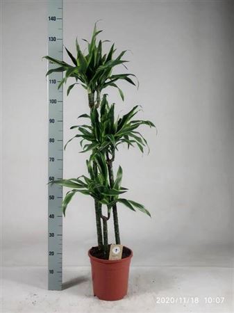 Горшечные цветы и растения оптом Dra De Lemon Lime 90-60-30 Cm от 1шт из Голландии с доставкой по России