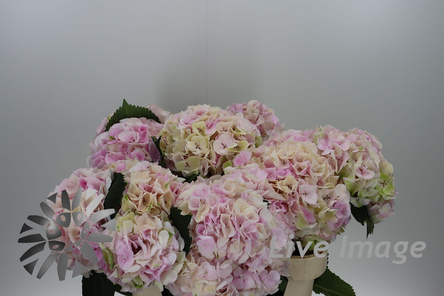 Срезанные цветы оптом Hydrangea my beautiful pinktouch classic от 10шт. из Голландии с доставкой по России