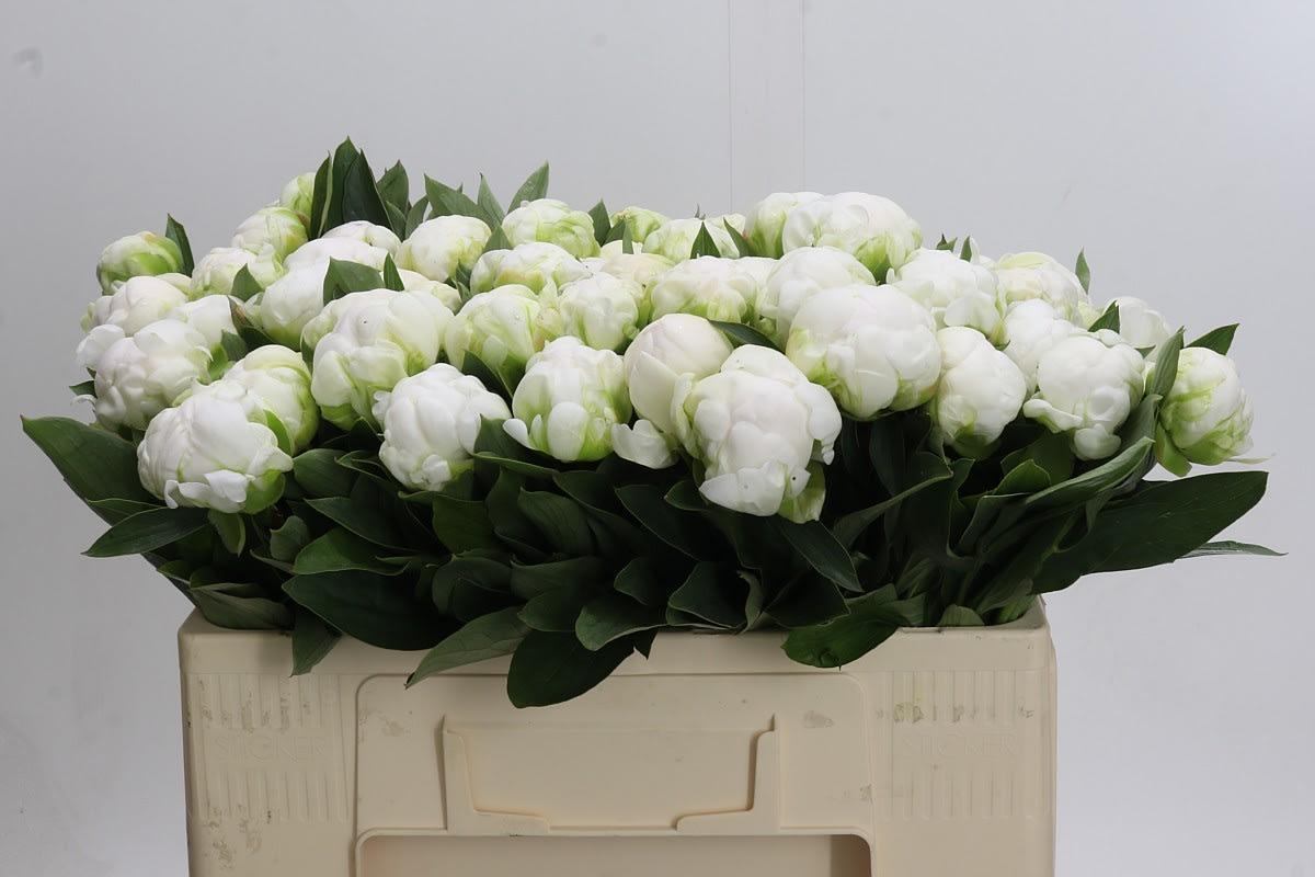 Срезанные цветы оптом Paeonia claude tain от 40шт из Голландии с доставкой по России