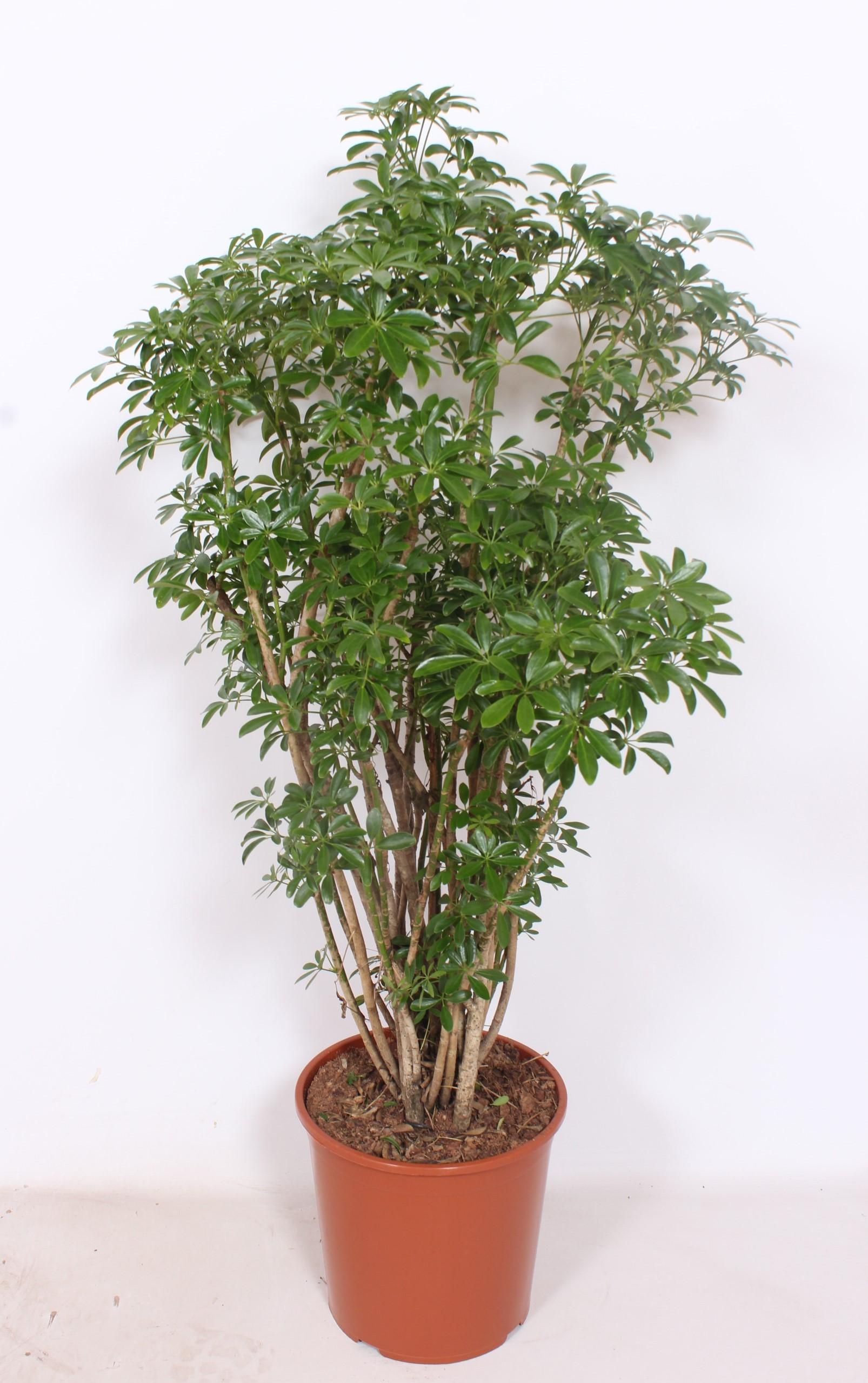 Горшечные цветы и растения оптом Schefflera Luseana от 1шт из Голландии с доставкой по России