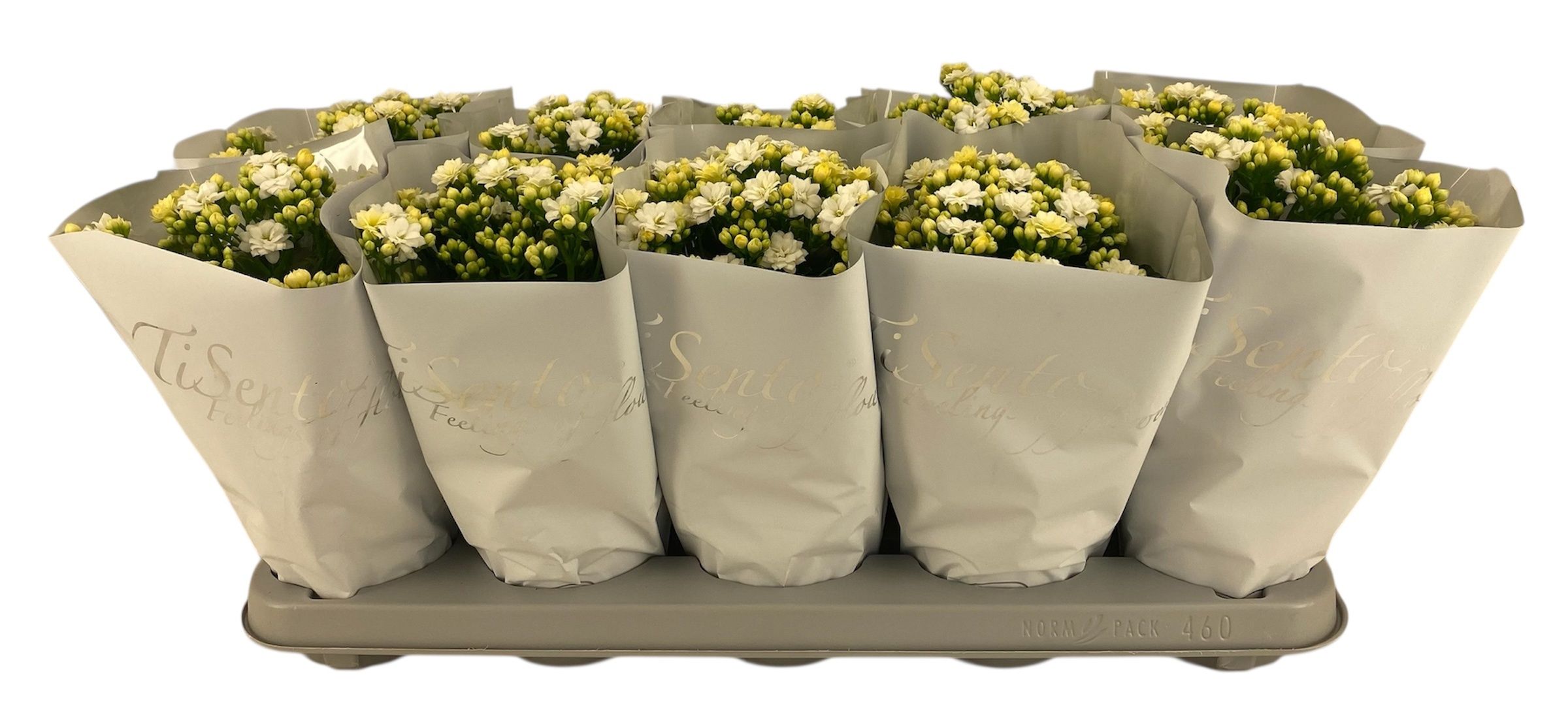 Горшечные цветы и растения оптом Kal Ge Perfecta Whit от 10шт из Голландии с доставкой по России