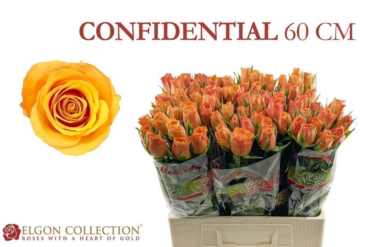 Срезанные цветы оптом Rosa large confidential от 300шт из Голландии с доставкой по России