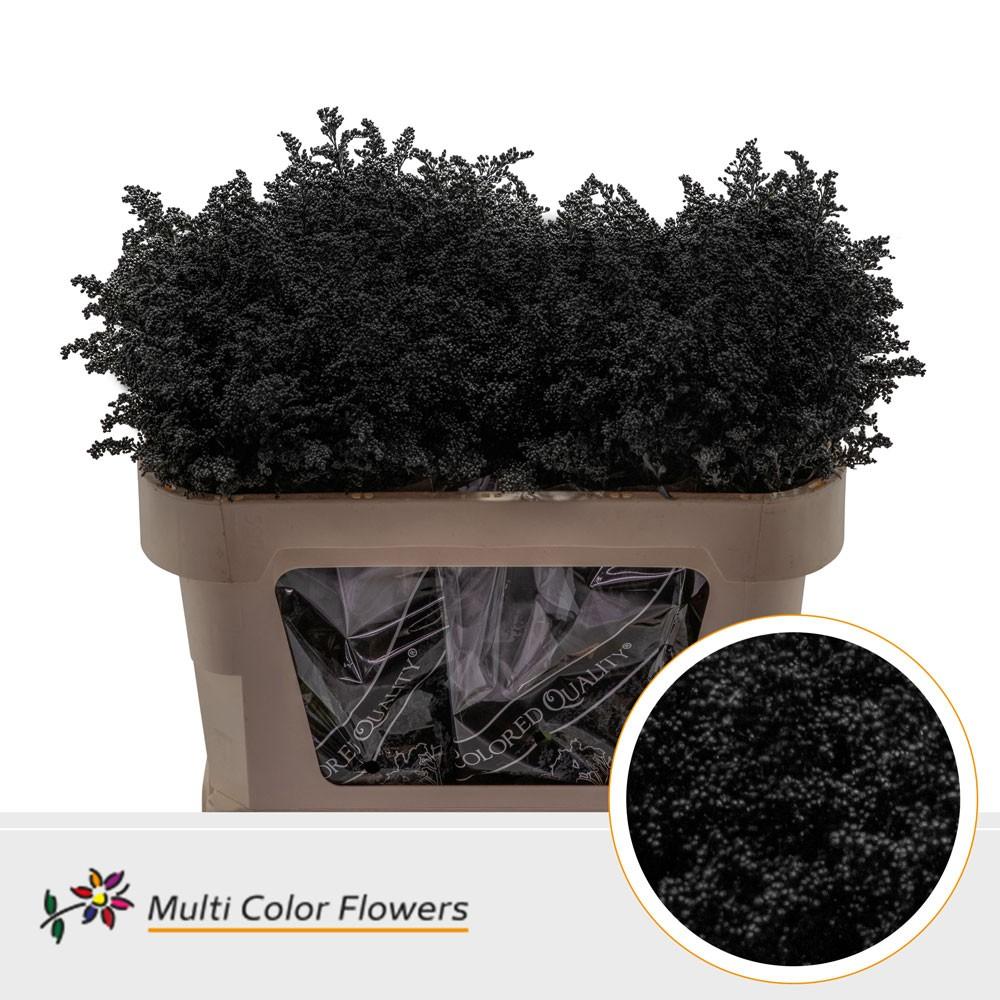 Срезанные цветы оптом Solidago paint black от 100шт из Голландии с доставкой по России
