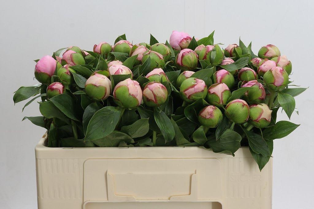 Срезанные цветы оптом Paeonia angel cheeks от 60шт из Голландии с доставкой по России