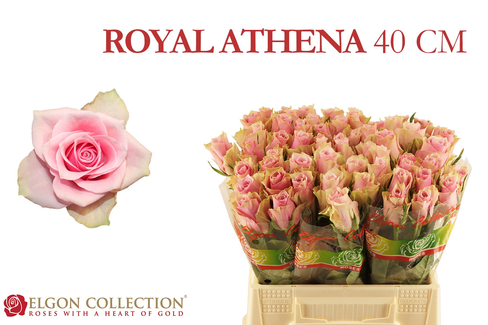 Срезанные цветы оптом Rosa la athena royale от 60шт. из Голландии с доставкой по России